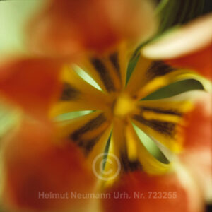Tulpe