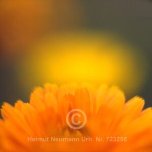 Ringelblume
