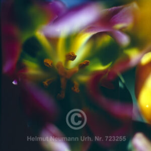 046 Tulpe Tulipa 1