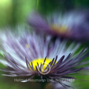 Aster