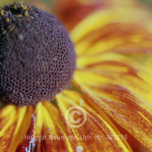 Sonnenbraut