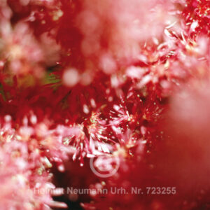 Astilbe 1 1