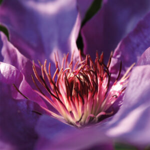 Clematis 1