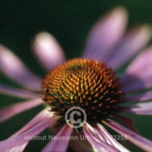 Echinacea 1