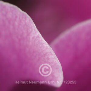 Gladiole