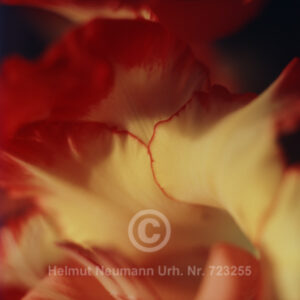 Gladiole 2 1
