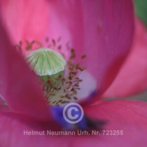 Mohn 1